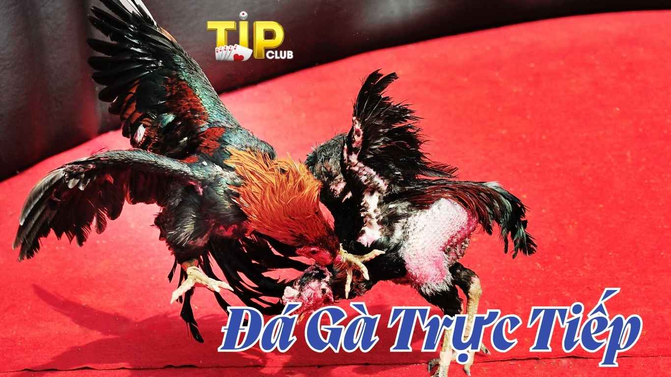 Các thể loại đá gà TIPCLUB phổ biến