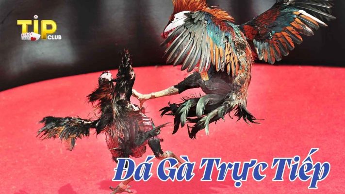 Tìm hiểu về sảnh cược đá gà TIPCLUB